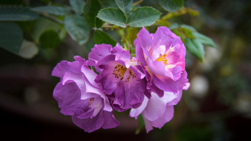 Картинка цветы розы куст сиреневые
