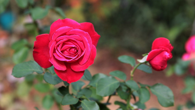 Обои картинки фото цветы, розы, куст, бутоны