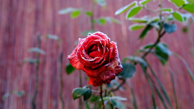 Обои картинки фото цветы, розы, куст, роза, иней