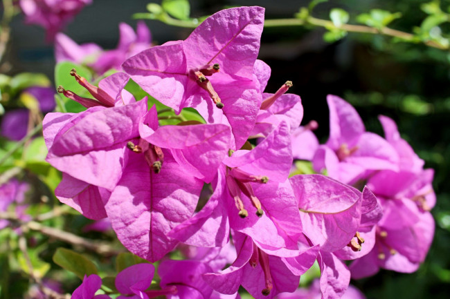 Обои картинки фото цветы, бугенвиллея, розовый