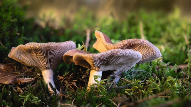 Обои картинки фото природа, грибы, грибная, семейка