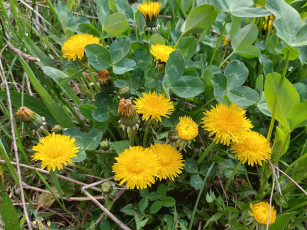 Картинка цветы одуванчики