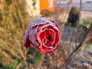 Картинка цветы розы иней