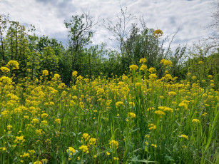 Картинка природа луга луг