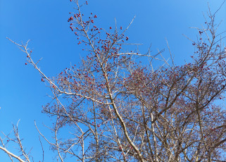 Картинка природа деревья ветки ягоды