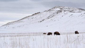 Картинка животные зубры +бизоны государственный парк острова антилопы юта сша бизоны снег зима author alyssa best