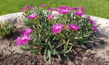 Картинка делосперма цветы аизовые пустынный