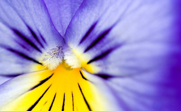 Картинка цветы анютины+глазки+ садовые+фиалки сердцевина лепестки