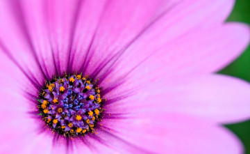 обоя цветы, диморфотеки, розовый