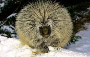 Картинка животные дикобразы дикобраз снег