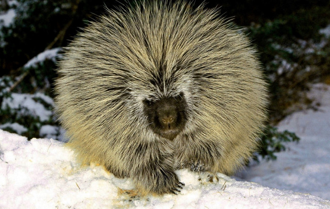 Обои картинки фото животные, дикобразы, дикобраз, снег