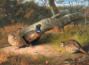 Картинка рисованное archibald+thorburn фазаны бревно лес осень