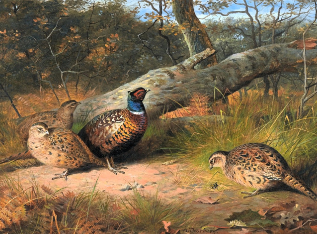 Обои картинки фото рисованное, archibald thorburn, фазаны, бревно, лес, осень
