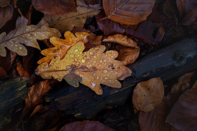 Обои картинки фото природа, листья, осень