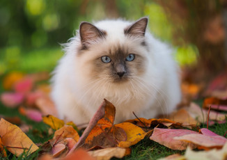 обоя животные, коты, кот, кошка