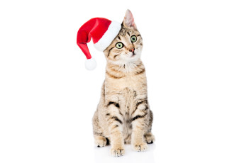обоя животные, коты, кот, шапка, новый, год