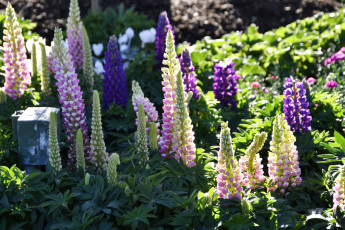 обоя цветы, люпин, розовые, синие, фиолетовые, соцветия