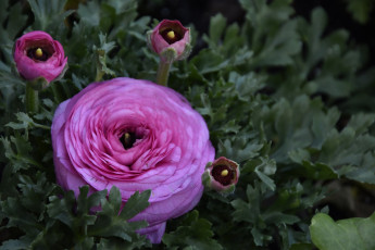 обоя цветы, ранункулюс , азиатский лютик, розовый, ранункулюс, бутоны