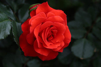 обоя цветы, розы, алая, роза, макро