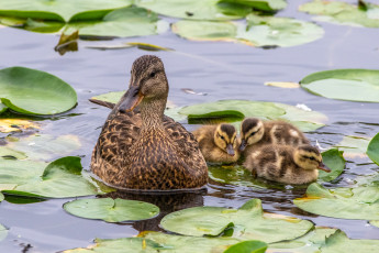 обоя животные, утки, утка, утята