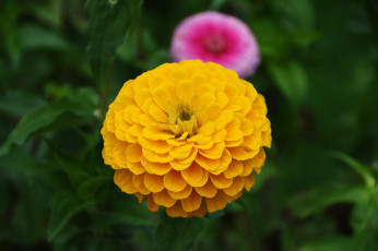 Картинка цветы цинния желтая макро