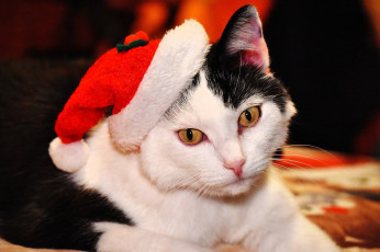 обоя животные, коты, кот, шапка