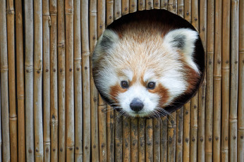 обоя животные, панды, панда
