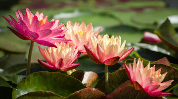 обоя цветы, лилии водяные,  нимфеи,  кувшинки