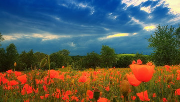 обоя цветы, маки, поле, алые, небо