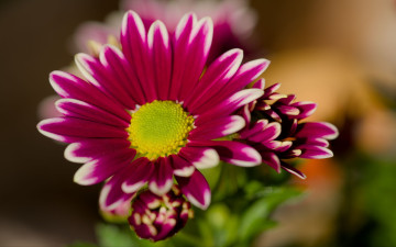 обоя цветы, хризантемы, розовая, хризантема, бутоны