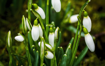 обоя цветы, подснежники,  белоцветники,  пролески, первоцветы
