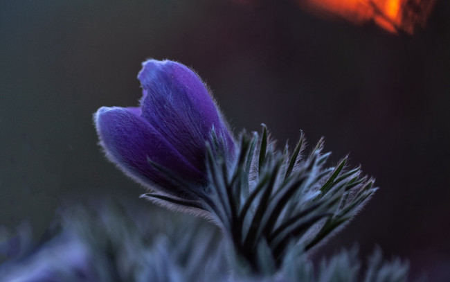 Обои картинки фото цветы, анемоны,  сон-трава, одиночка, сон-трава, лиловый