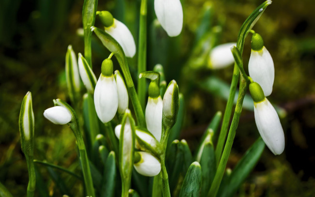 Обои картинки фото цветы, подснежники,  белоцветники,  пролески, первоцветы