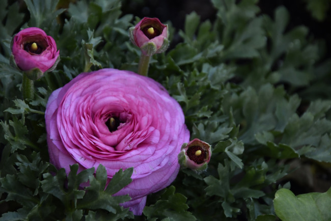 Обои картинки фото цветы, ранункулюс , азиатский лютик, розовый, ранункулюс, бутоны