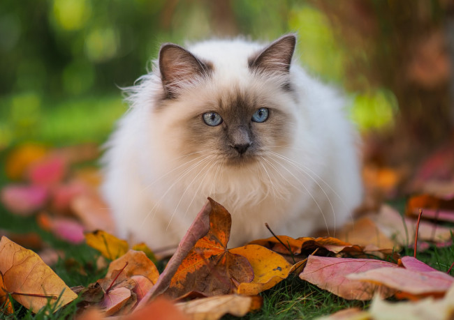 Обои картинки фото животные, коты, кот, кошка