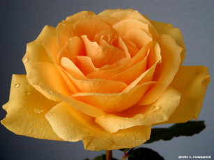 Картинка цветы розы