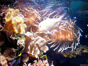 Картинка животные морская фауна