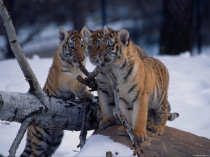 Картинка животные тигры