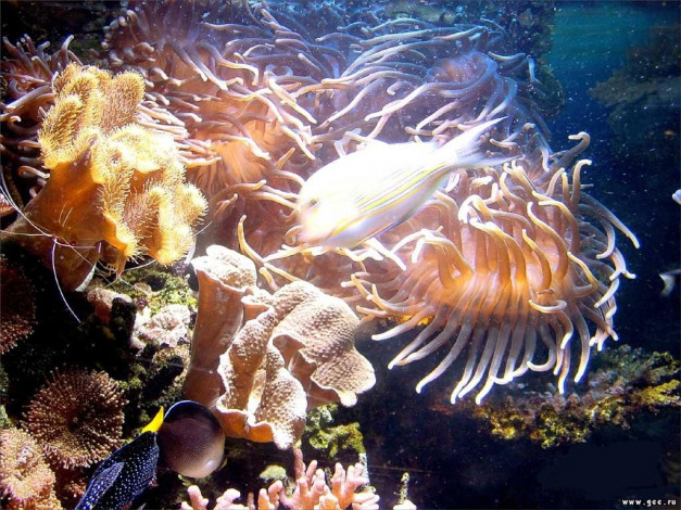 Обои картинки фото животные, морская, фауна