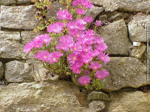 Картинка цветы аизовые