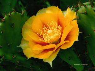 Картинка цветы кактусы