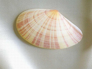 Картинка разное ракушки кораллы декоративные spa камни