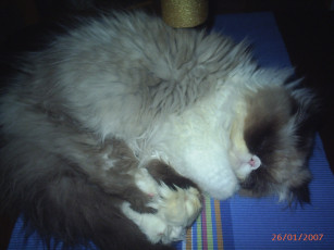 Картинка сир ендрю животные коты