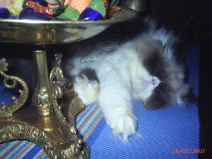 Картинка сир ендрю животные коты