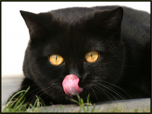 Картинка животные коты