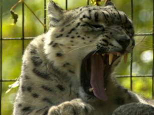 Картинка животные снежный барс ирбис