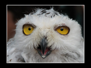 Картинка животные совы