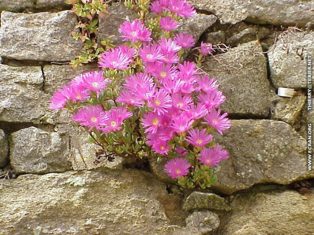 Обои картинки фото цветы, аизовые