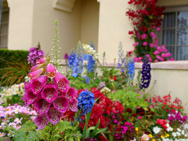 Обои картинки фото цветы, разные, вместе