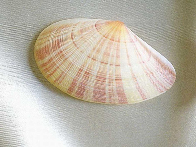 Обои картинки фото разное, ракушки, кораллы, декоративные, spa, камни